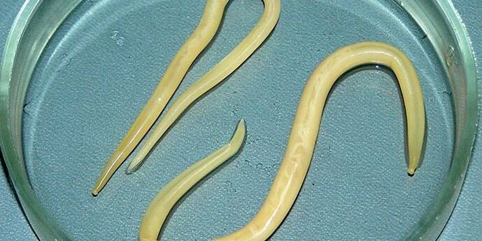 Roundworms manusa dina piring Petri - parasitize dina dinding peujit leutik