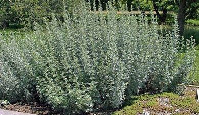 Kumaha carana ngahapus parasit tina awak sareng herbal