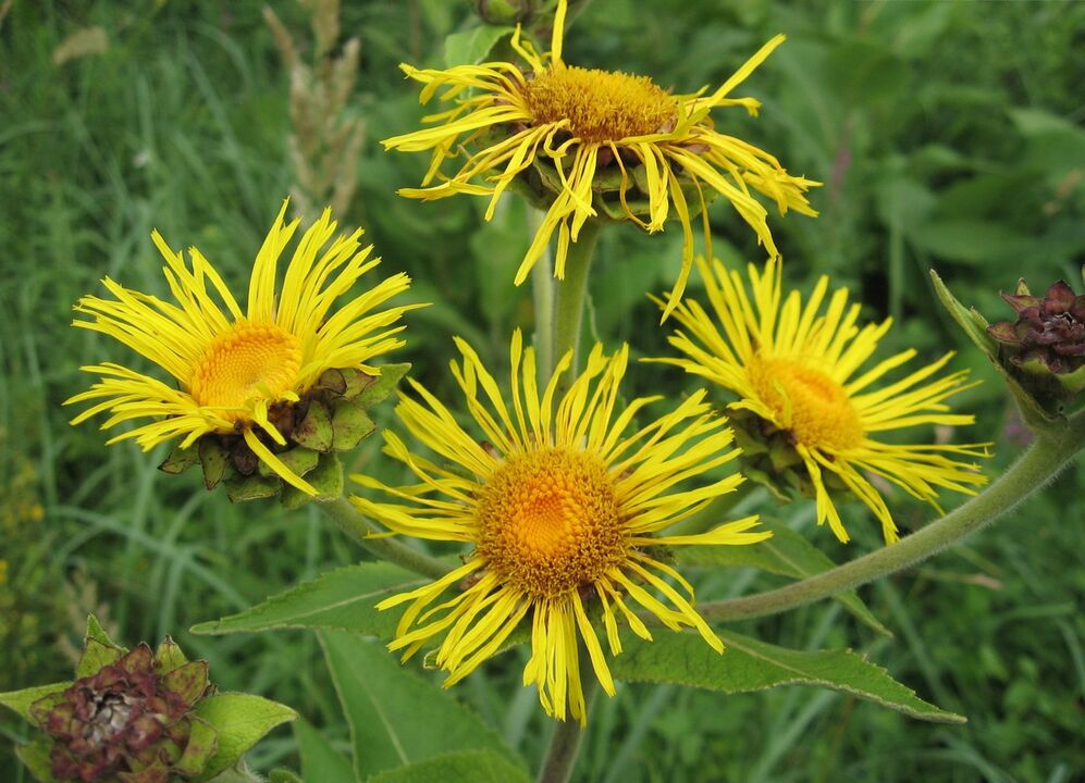 elecampane ngalawan parasit
