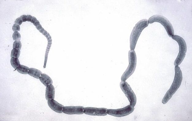 Cacing pita bonténg